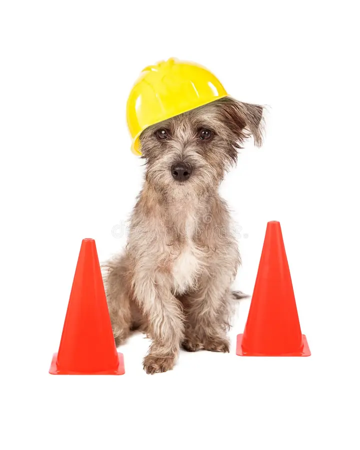 Perrito Construyendo